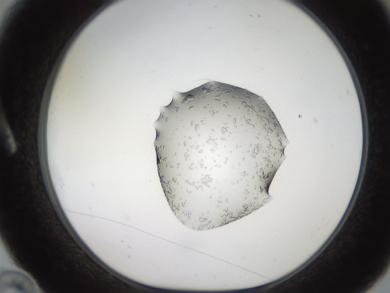 folderID269_plateID2269_batchID10706_wellNum10_profileID1_d1_r158353_ef.jpg