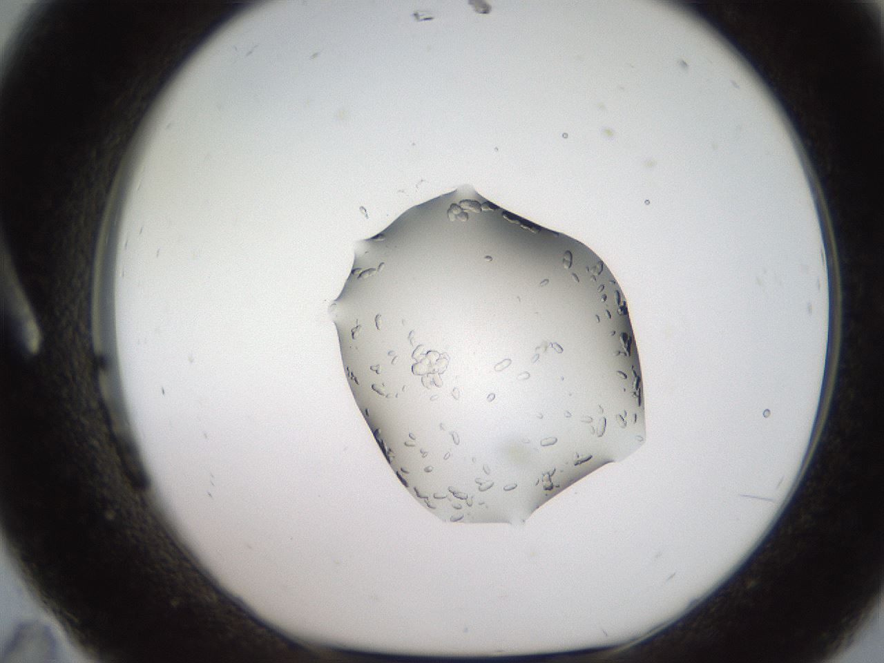 folderID269_plateID2269_batchID10706_wellNum11_profileID1_d1_r158354_ef.jpg