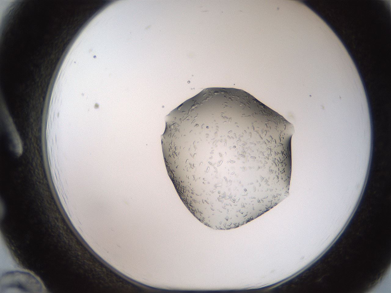 folderID269_plateID2269_batchID10706_wellNum12_profileID1_d1_r158355_ef.jpg