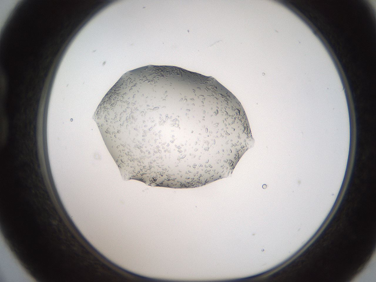 folderID269_plateID2269_batchID10706_wellNum21_profileID1_d1_r158364_ef.jpg