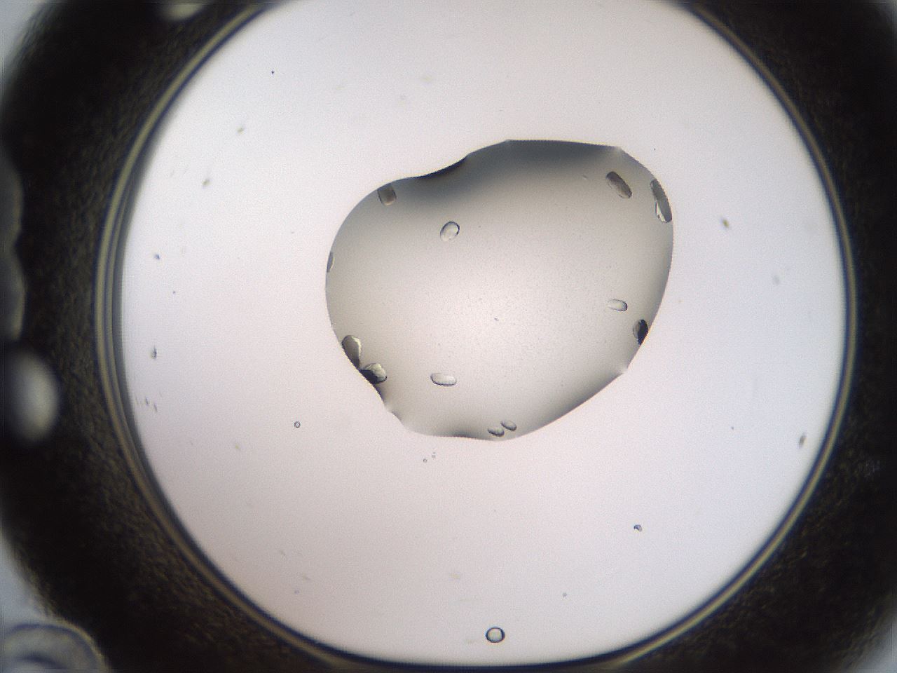 folderID269_plateID2269_batchID10706_wellNum24_profileID1_d1_r158367_ef.jpg