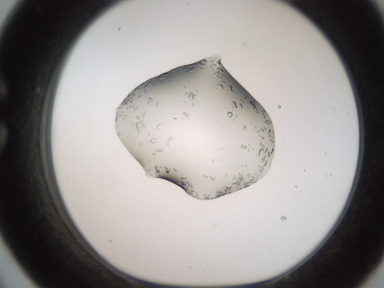 folderID269_plateID2269_batchID10706_wellNum33_profileID1_d1_r158376_ef.jpg