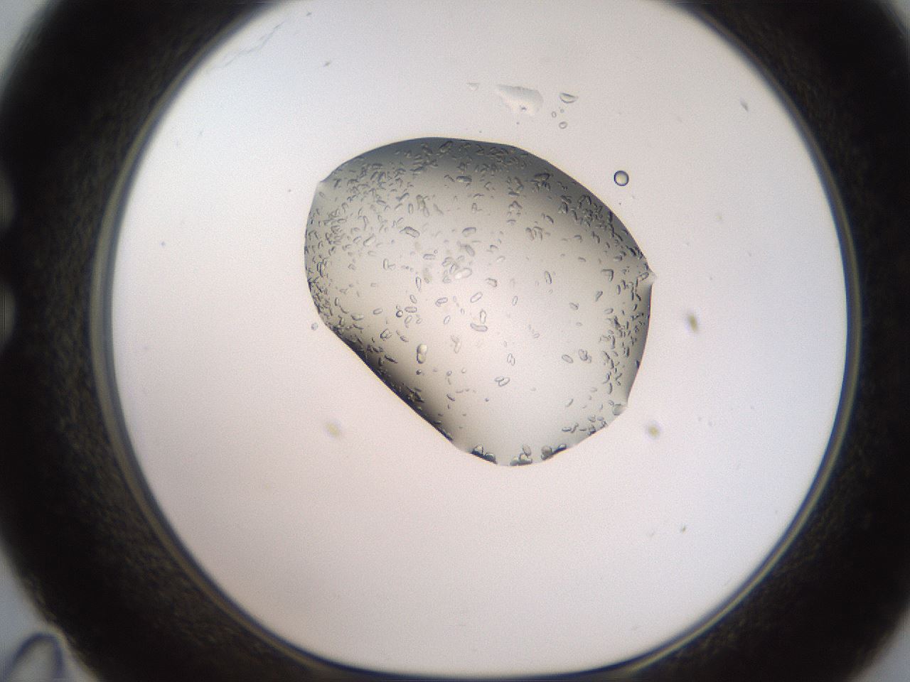 folderID269_plateID2269_batchID10706_wellNum35_profileID1_d1_r158378_ef.jpg