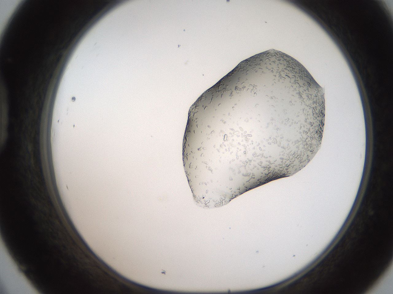 folderID269_plateID2269_batchID10706_wellNum45_profileID1_d1_r158388_ef.jpg