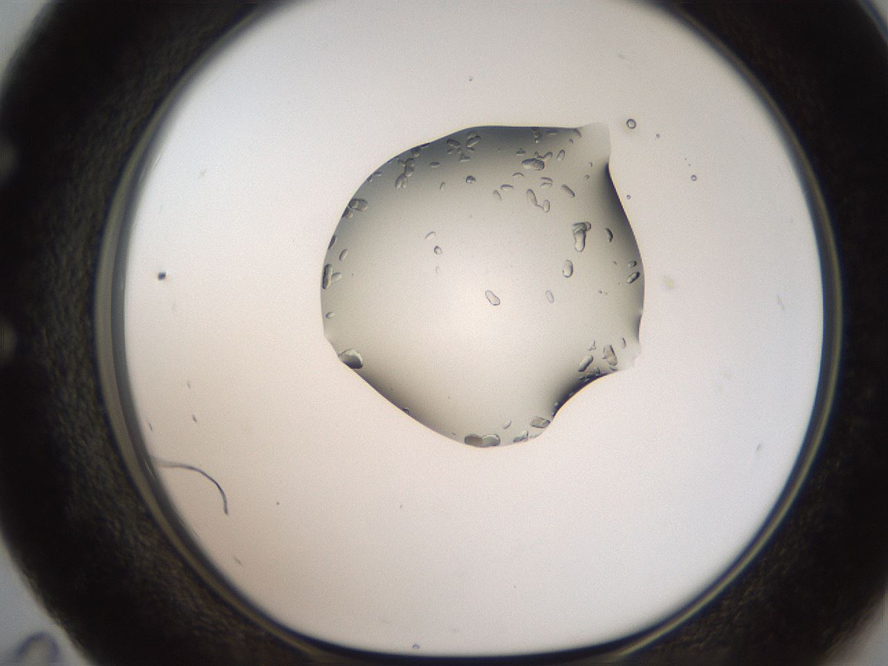 folderID269_plateID2269_batchID10706_wellNum59_profileID1_d1_r158402_ef.jpg