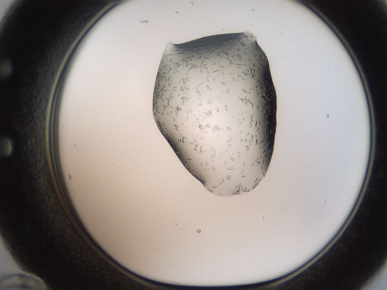 folderID269_plateID2269_batchID10706_wellNum60_profileID1_d1_r158403_ef.jpg