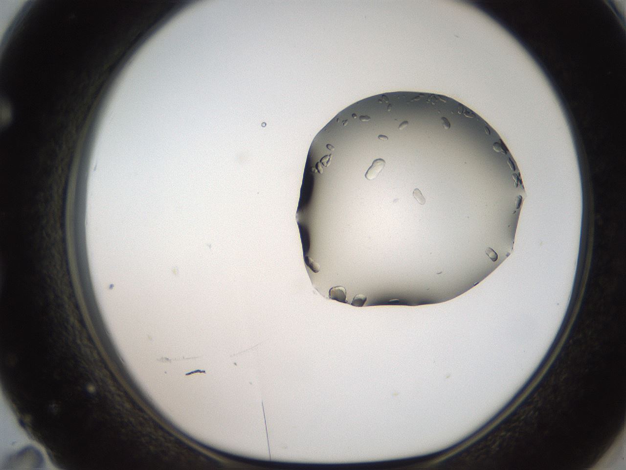 folderID269_plateID2269_batchID10706_wellNum71_profileID1_d1_r158414_ef.jpg