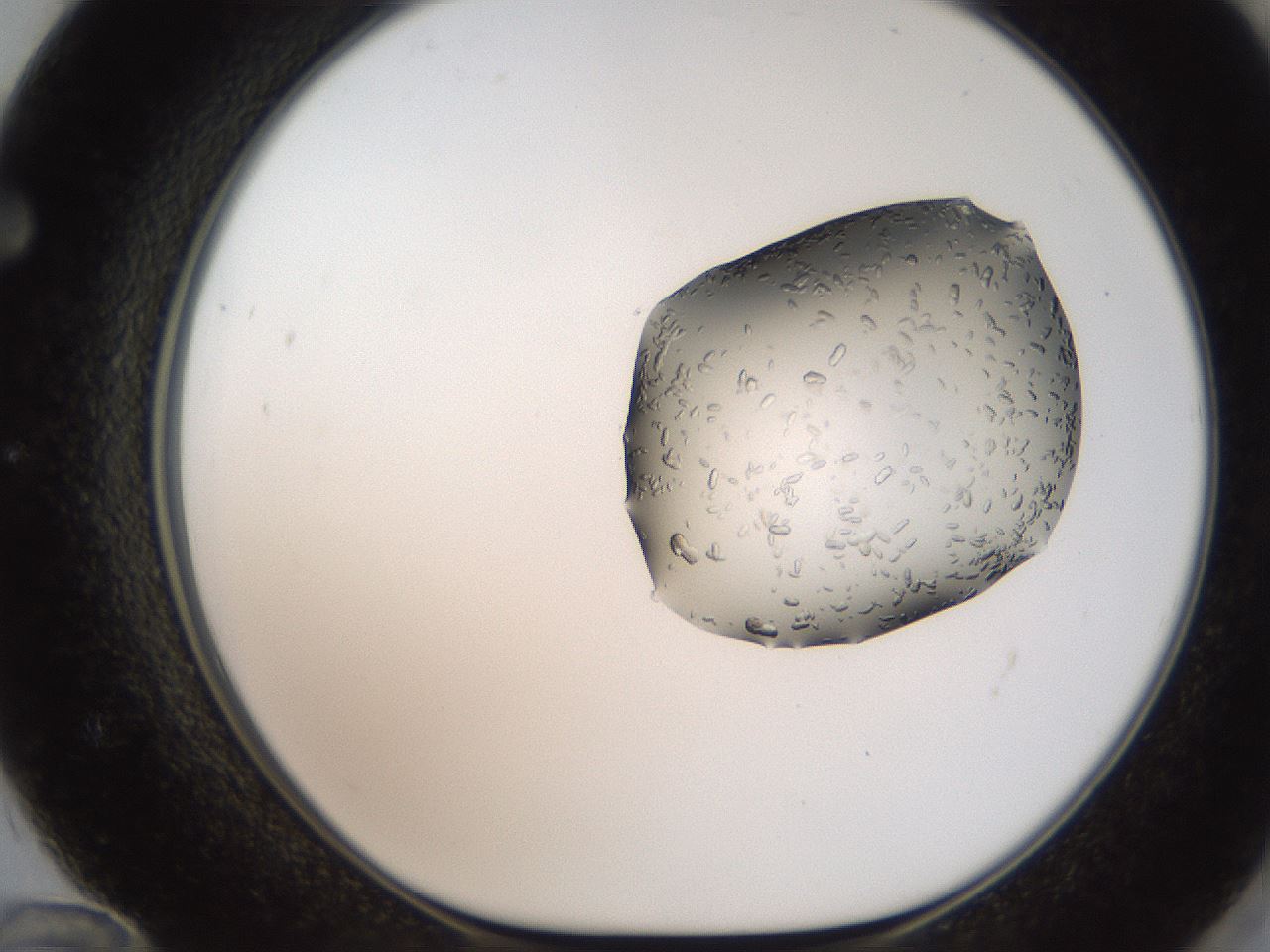 folderID269_plateID2269_batchID10706_wellNum72_profileID1_d1_r158415_ef.jpg