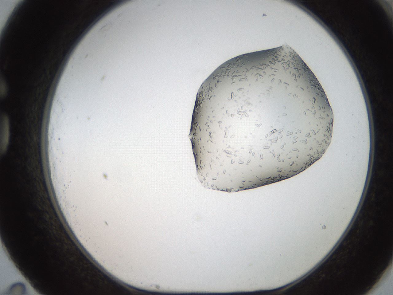 folderID269_plateID2269_batchID10706_wellNum83_profileID1_d1_r158426_ef.jpg