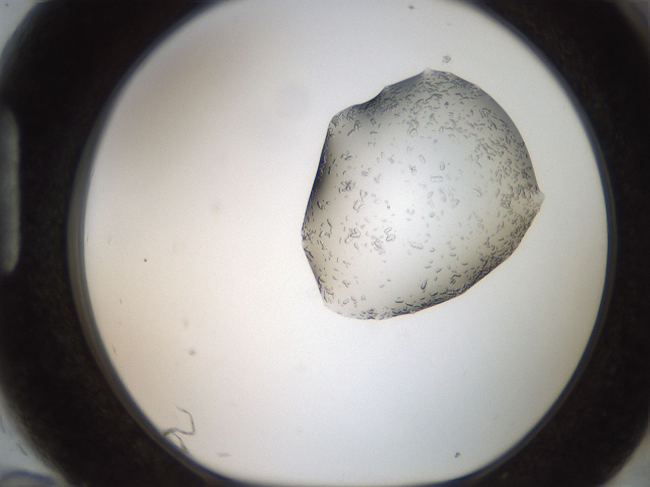 folderID269_plateID2269_batchID10706_wellNum94_profileID1_d1_r158437_ef.jpg