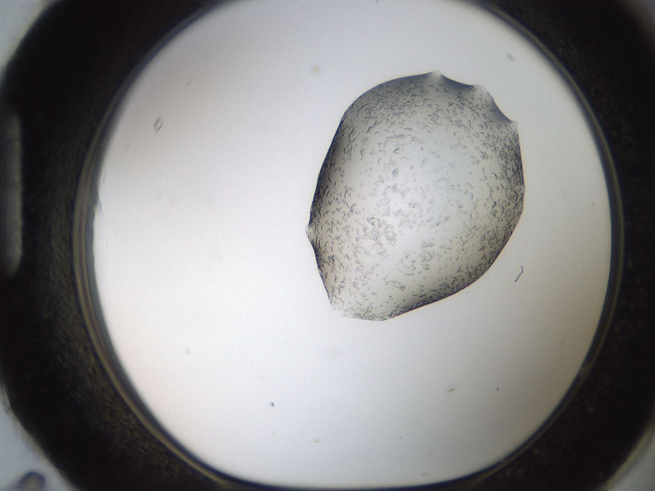 folderID269_plateID2269_batchID10706_wellNum95_profileID1_d1_r158438_ef.jpg