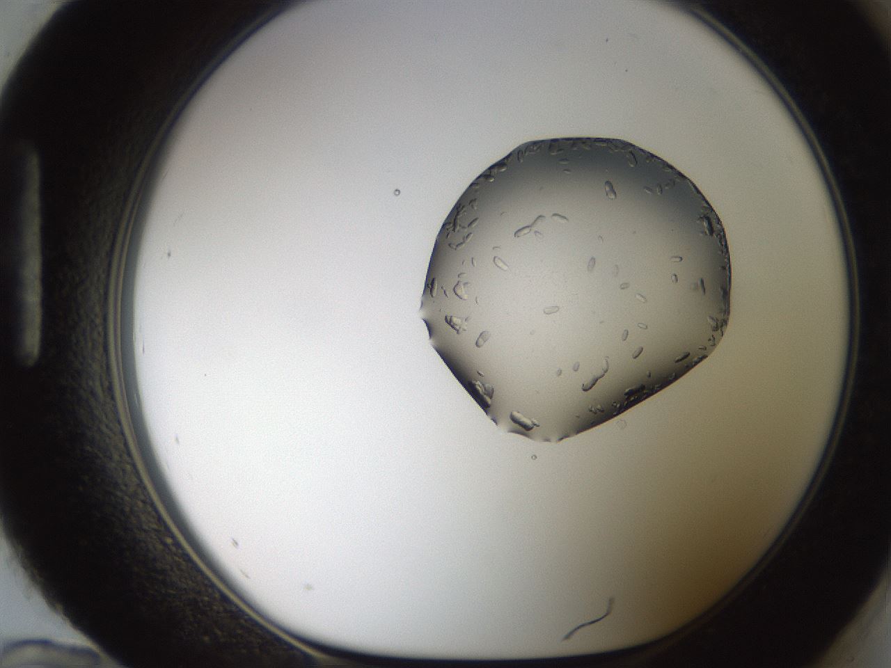 folderID269_plateID2269_batchID10706_wellNum96_profileID1_d1_r158439_ef.jpg