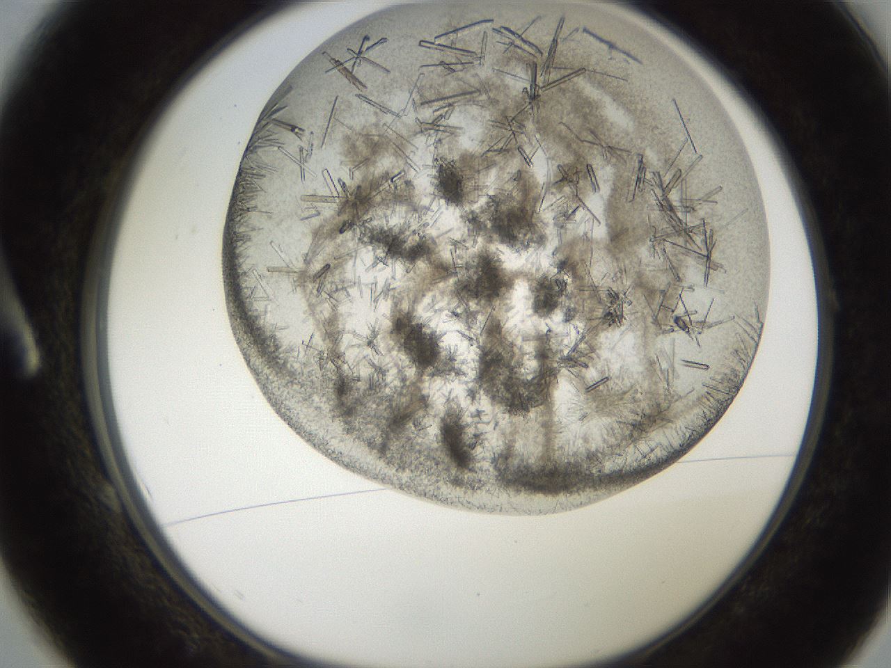 folderID273_plateID2273_batchID10598_wellNum1_profileID1_d1_r158338_ef.jpg
