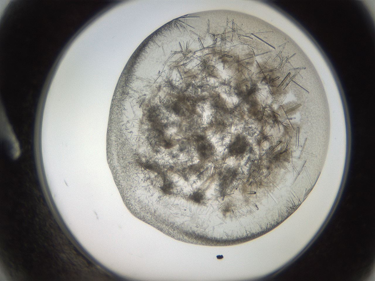 folderID273_plateID2273_batchID10598_wellNum2_profileID1_d1_r158339_ef.jpg