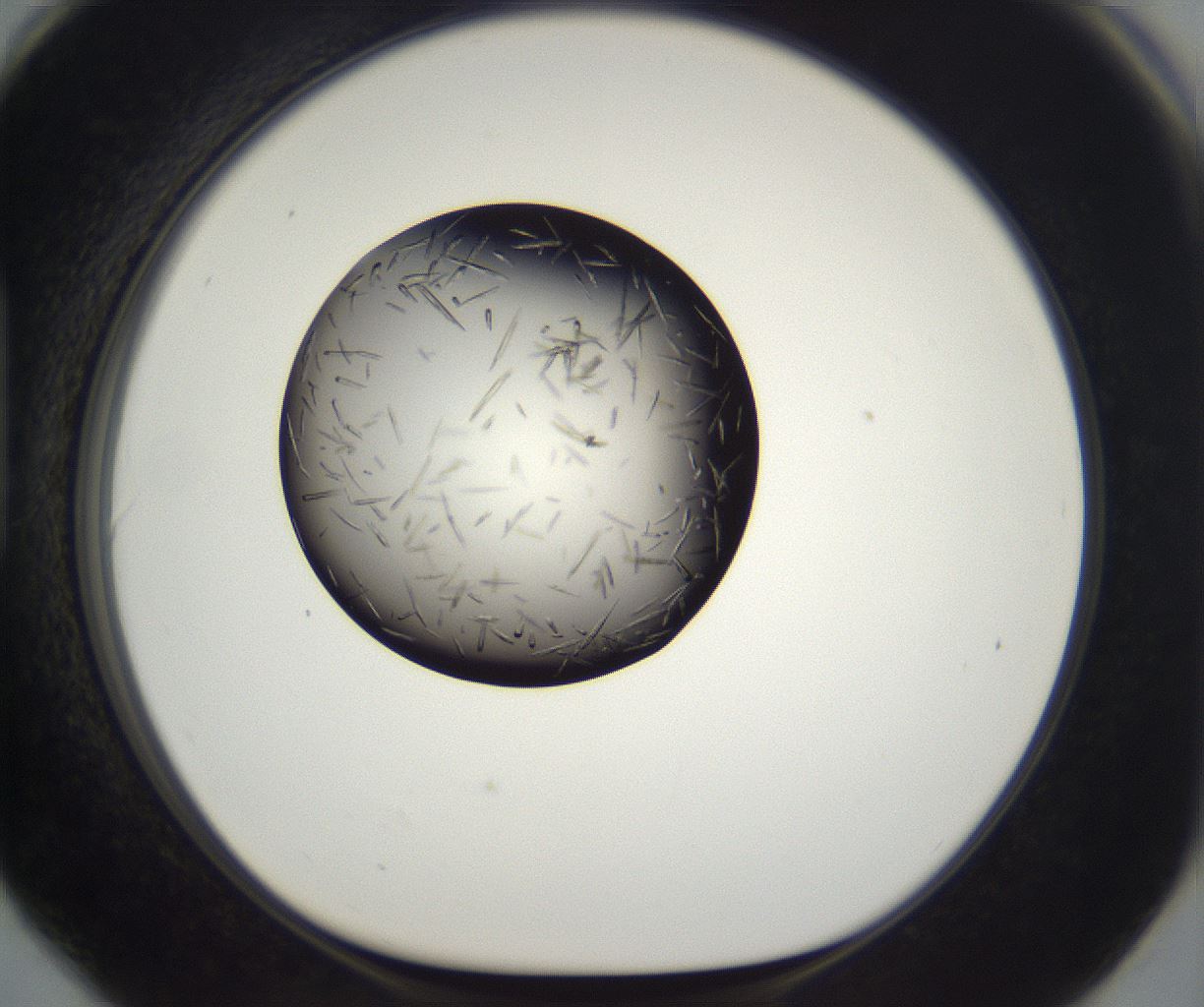 folderID282_plateID2282_batchID10837_wellNum90_profileID1_d1_r160263_ef.jpg