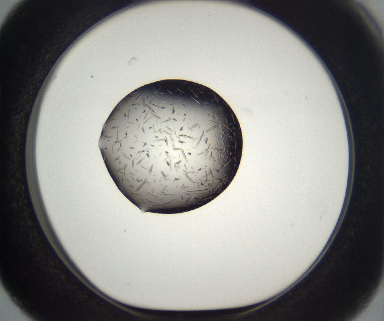 folderID286_plateID2286_batchID10841_wellNum63_profileID1_d1_r160524_ef.jpg