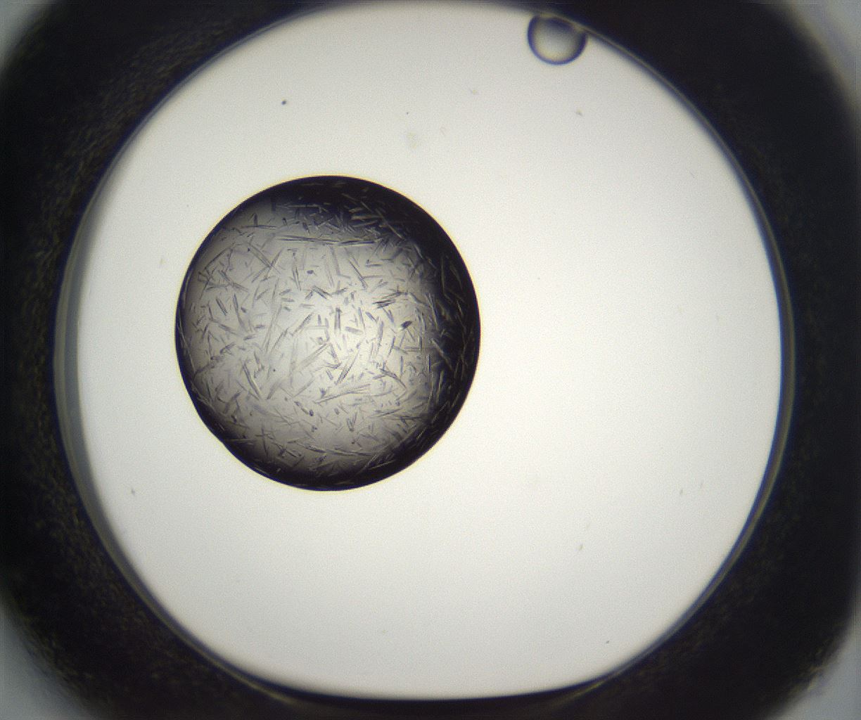 folderID288_plateID2288_batchID10842_wellNum27_profileID1_d1_r160584_ef.jpg