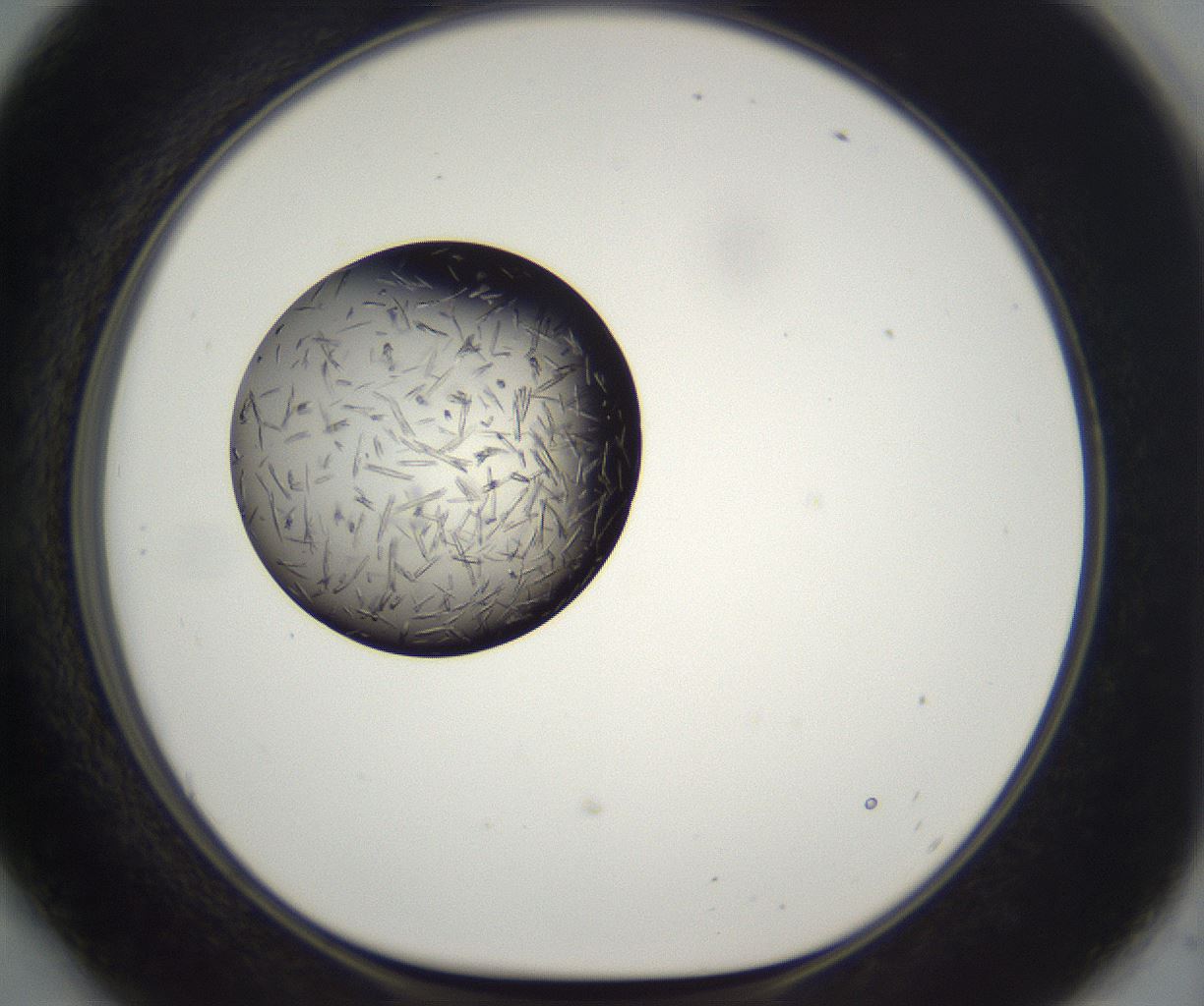 folderID288_plateID2288_batchID10842_wellNum54_profileID1_d1_r160611_ef.jpg