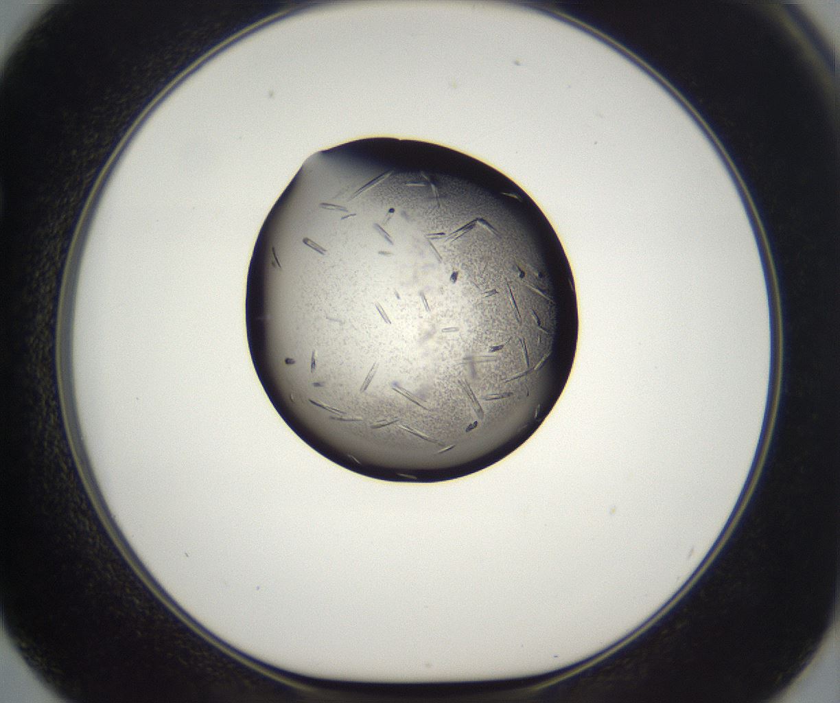 folderID290_plateID2290_batchID10843_wellNum62_profileID1_d1_r160715_ef.jpg