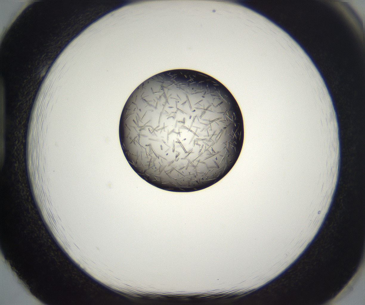 folderID290_plateID2290_batchID10843_wellNum86_profileID1_d1_r160739_ef.jpg