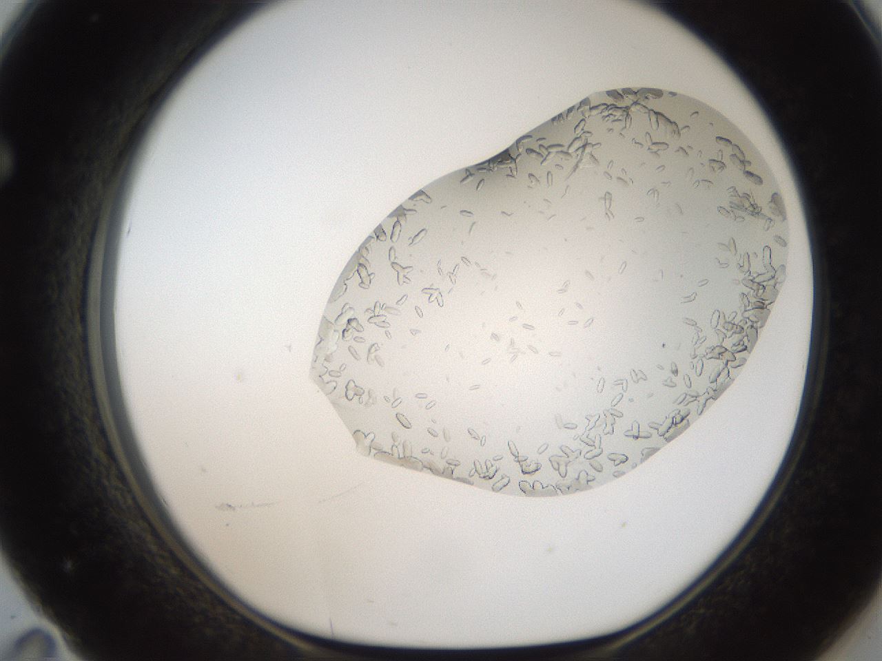 folderID306_plateID2306_batchID10871_wellNum71_profileID1_d1_r162365_ef.jpg