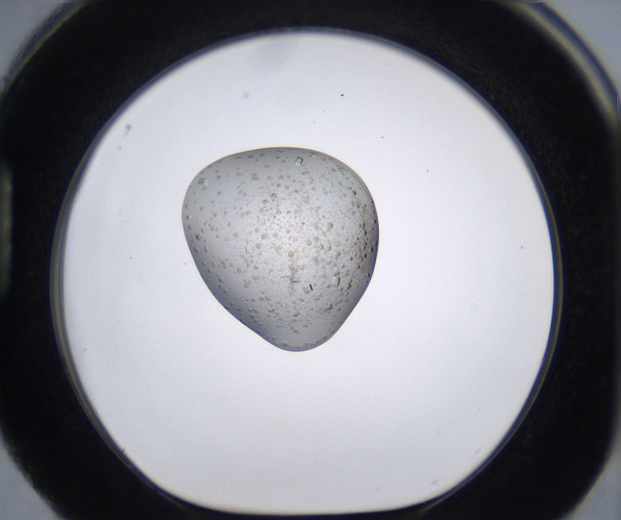 folderID264_plateID2264_batchID10350_wellNum88_profileID1_d1_r157465_ef.jpg