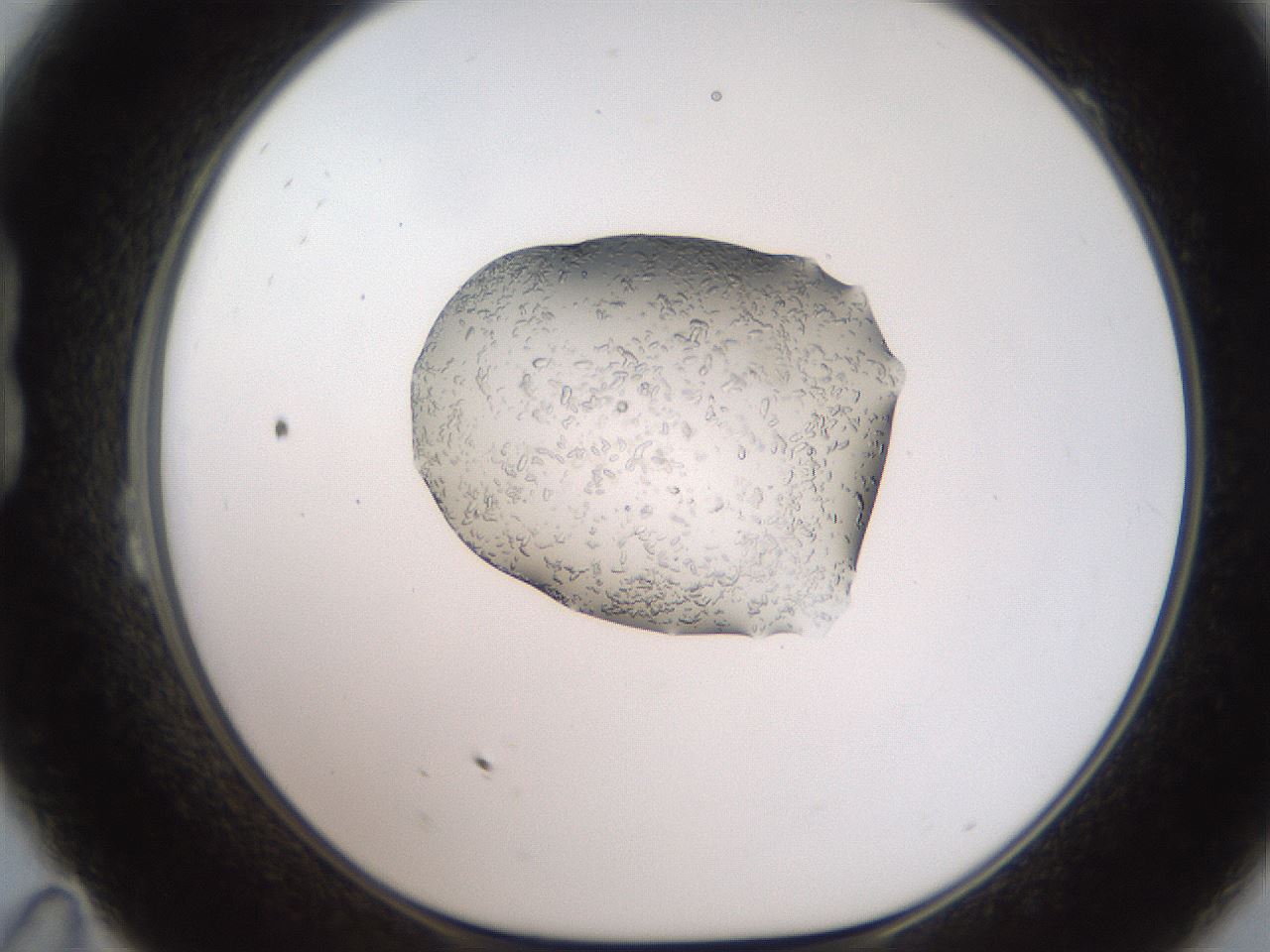 folderID269_plateID2269_batchID10706_wellNum23_profileID1_d1_r158366_ef.jpg