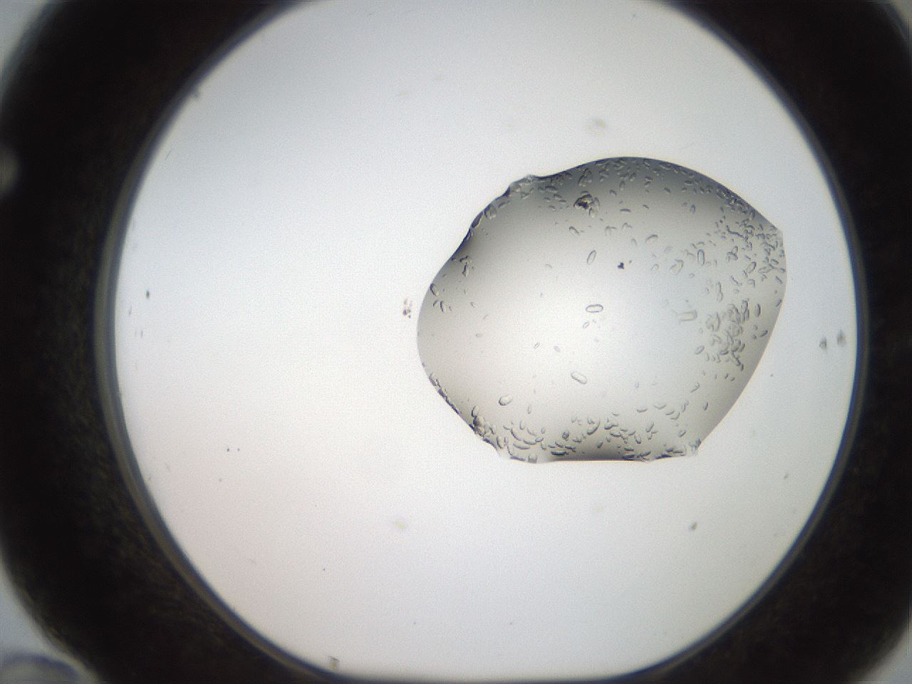 folderID269_plateID2269_batchID10706_wellNum70_profileID1_d1_r158413_ef.jpg