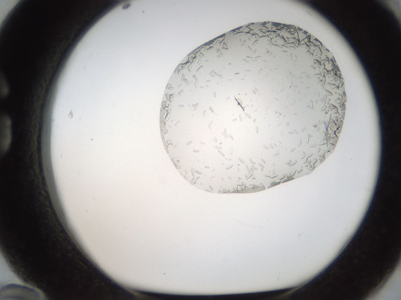 folderID306_plateID2306_batchID10871_wellNum84_profileID1_d1_r162378_ef.jpg