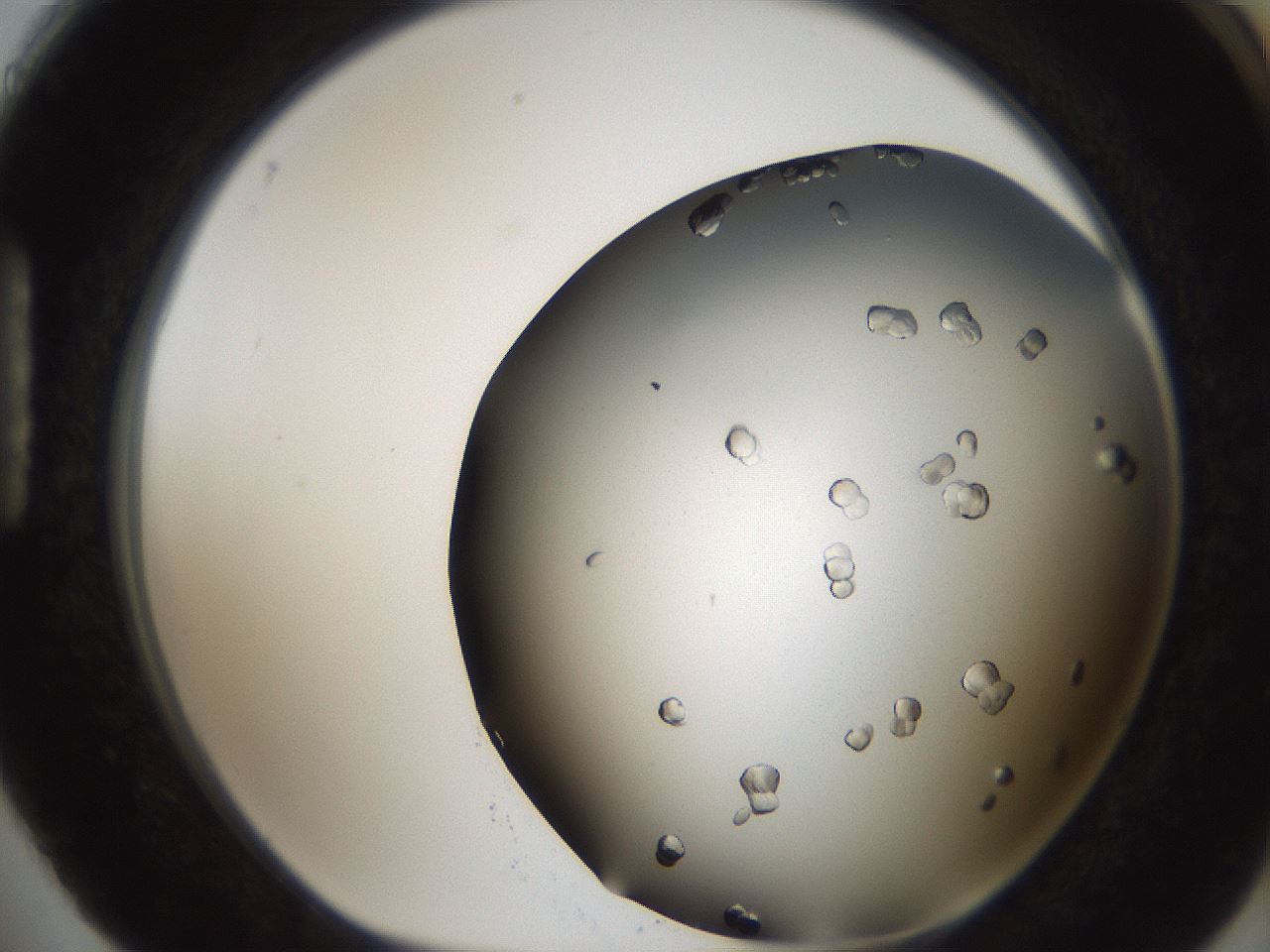 folderID306_plateID2306_batchID10871_wellNum88_profileID1_d1_r162382_ef.jpg