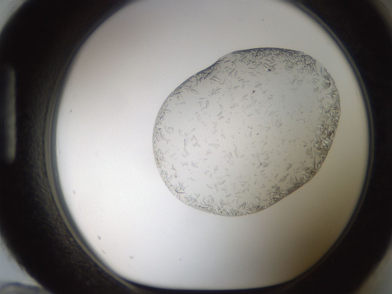folderID306_plateID2306_batchID10871_wellNum96_profileID1_d1_r162390_ef.jpg