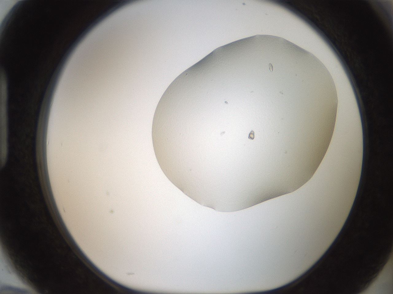 folderID307_plateID2307_batchID10874_wellNum94_profileID1_d1_r162868_ef.jpg