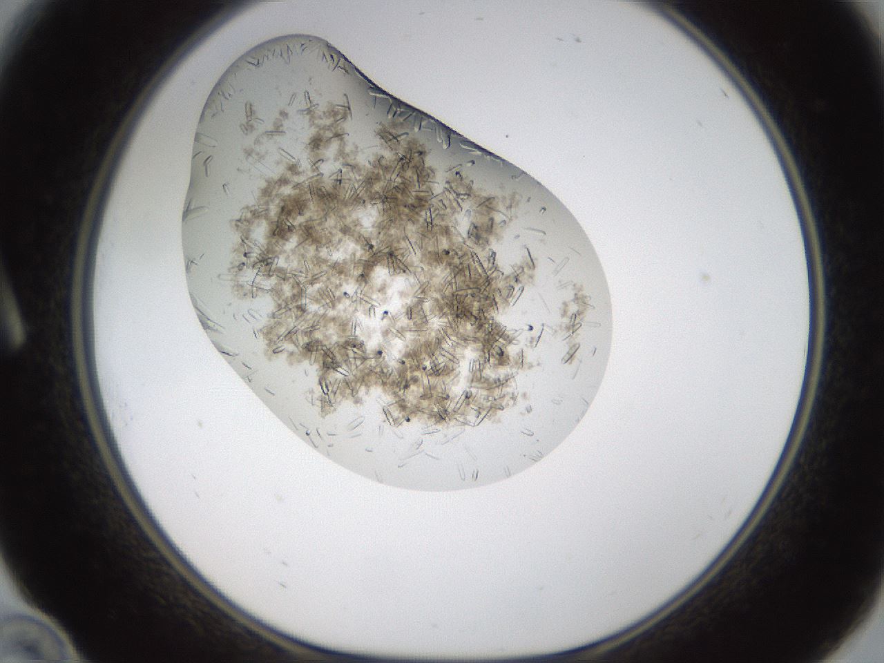folderID320_plateID1320_batchID4375_wellNum10_profileID1_d1_r79169_ef.jpg
