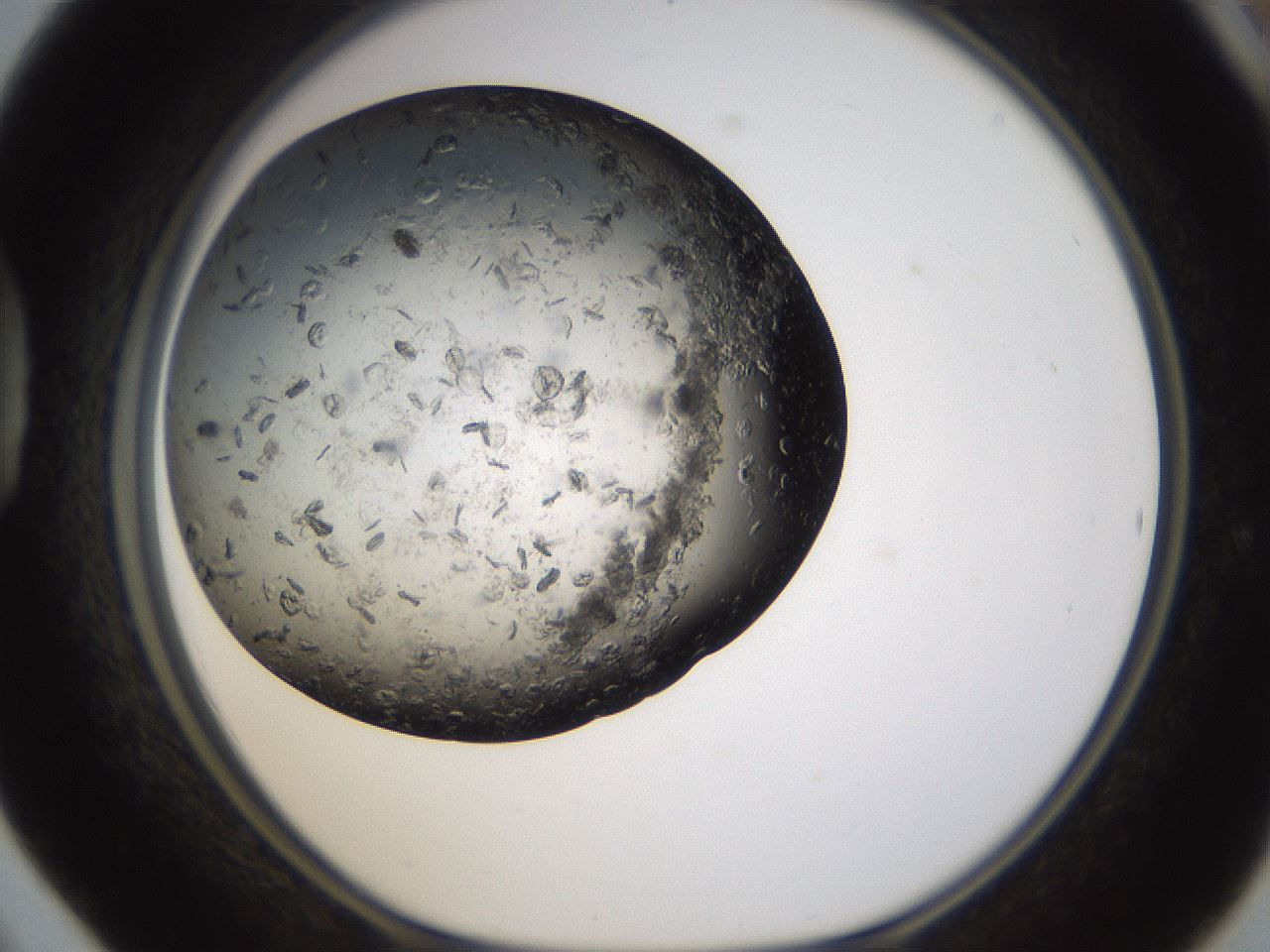 folderID321_plateID1321_batchID4377_wellNum42_profileID1_d1_r79297_ef.jpg