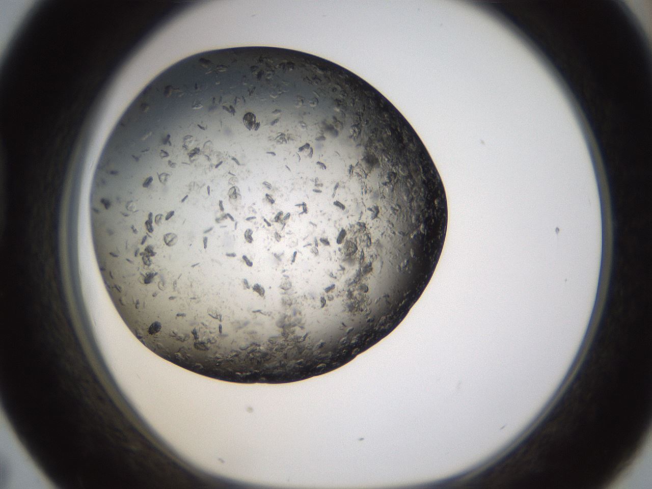 folderID321_plateID1321_batchID4377_wellNum43_profileID1_d1_r79298_ef.jpg