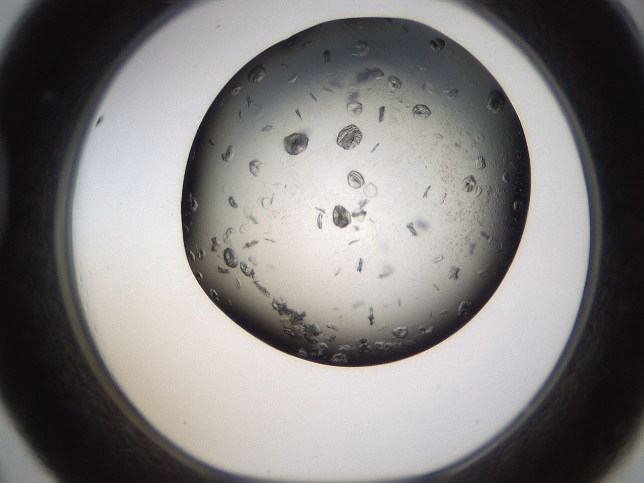 folderID321_plateID1321_batchID4377_wellNum44_profileID1_d1_r79299_ef.jpg