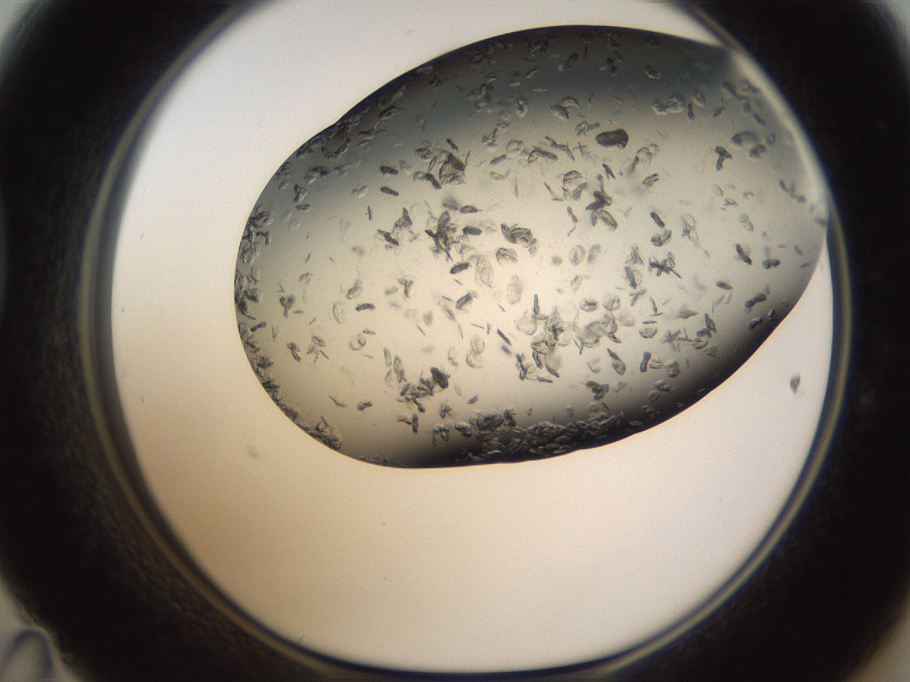 folderID321_plateID1321_batchID4377_wellNum47_profileID1_d1_r79302_ef.jpg