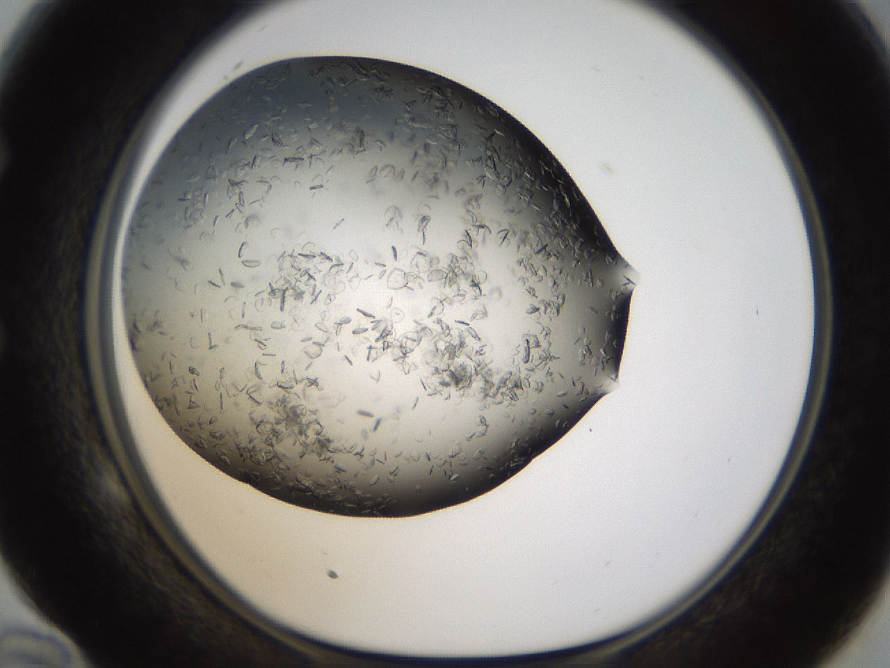 folderID321_plateID1321_batchID4377_wellNum58_profileID1_d1_r79313_ef.jpg