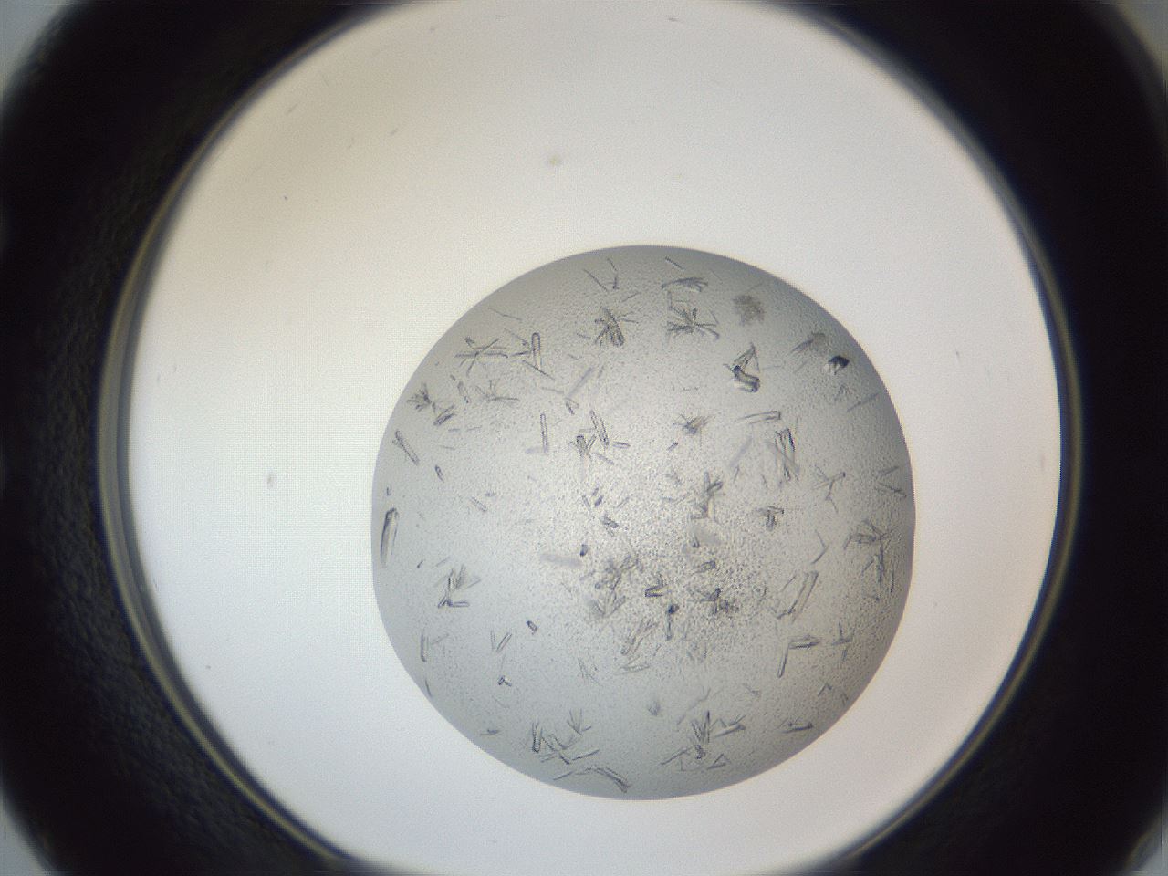 folderID325_plateID1325_batchID4504_wellNum50_profileID1_d1_r79545_ef.jpg