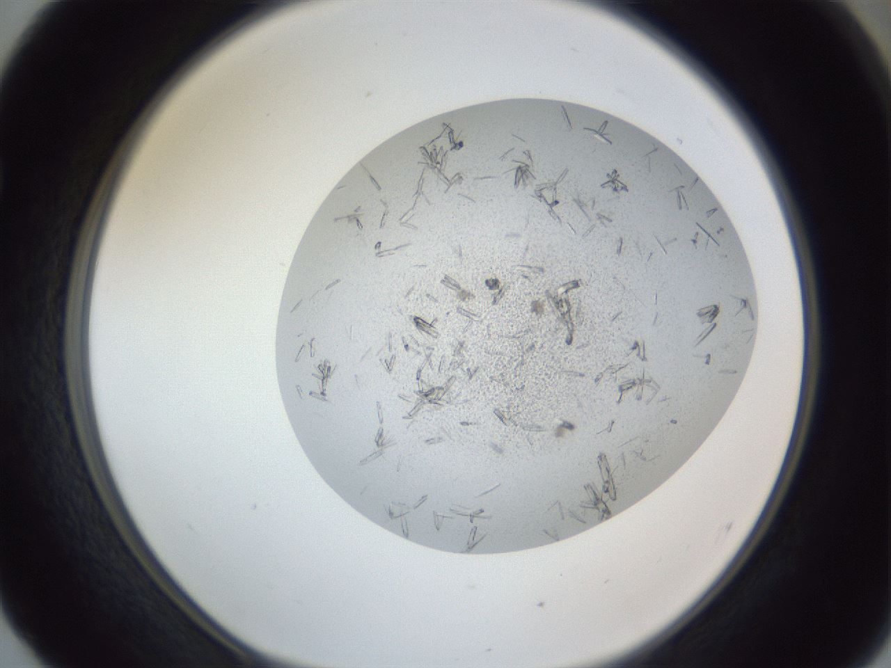 folderID325_plateID1325_batchID4504_wellNum52_profileID1_d1_r79547_ef.jpg