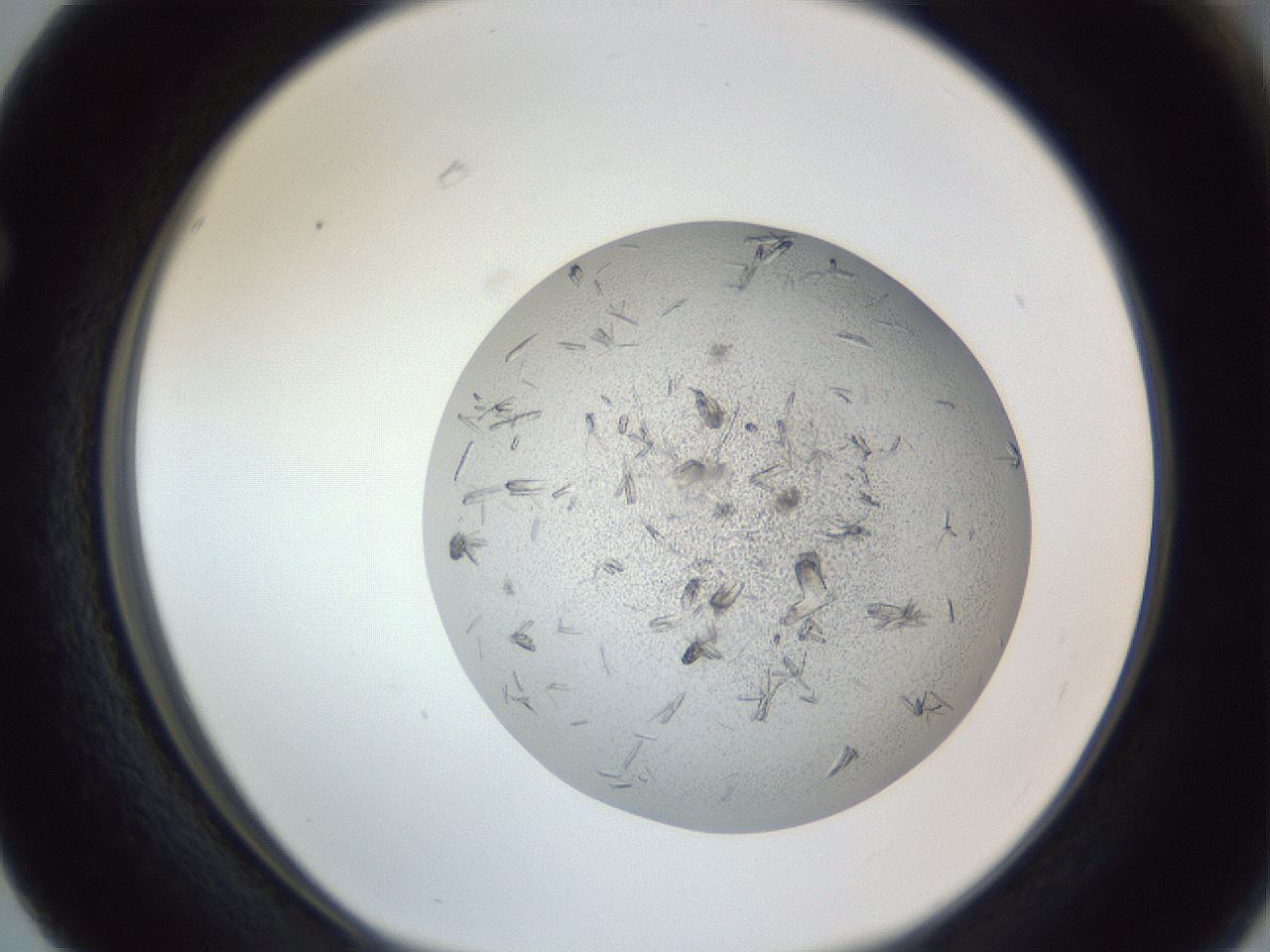 folderID325_plateID1325_batchID4504_wellNum63_profileID1_d1_r79558_ef.jpg