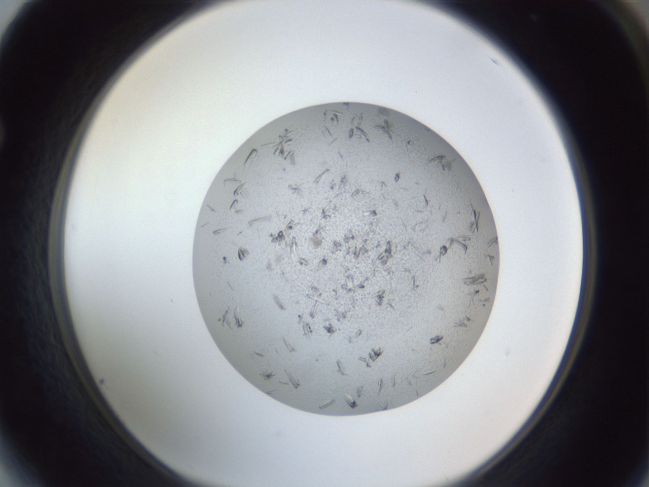 folderID325_plateID1325_batchID4504_wellNum64_profileID1_d1_r79559_ef.jpg
