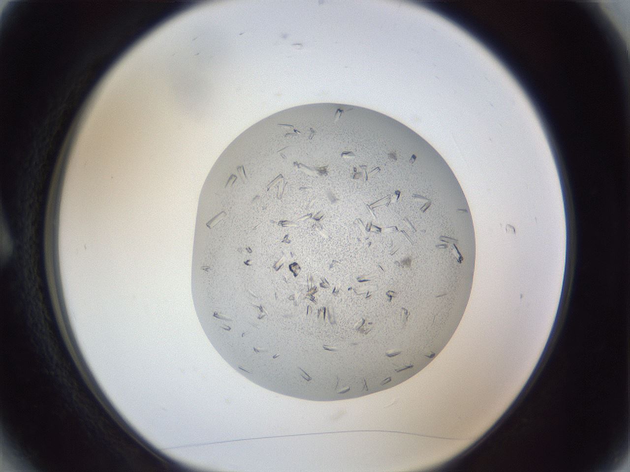 folderID325_plateID1325_batchID4504_wellNum6_profileID1_d1_r79501_ef.jpg