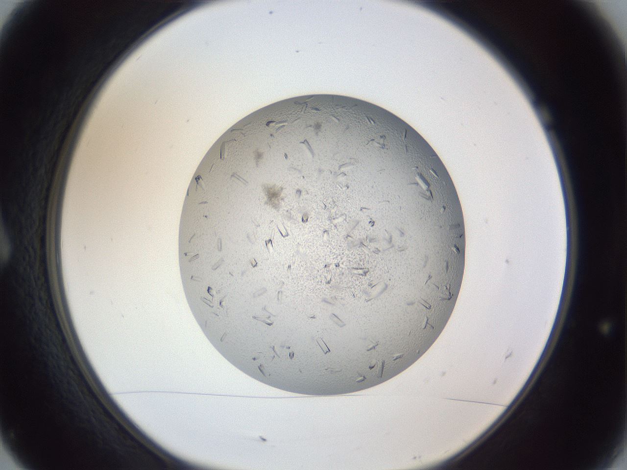 folderID325_plateID1325_batchID4504_wellNum7_profileID1_d1_r79502_ef.jpg