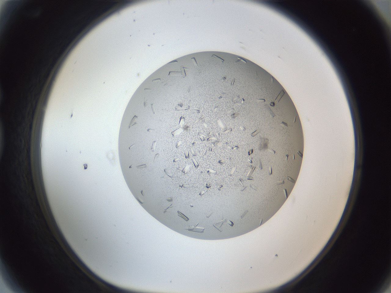 folderID325_plateID1325_batchID4504_wellNum81_profileID1_d1_r79576_ef.jpg
