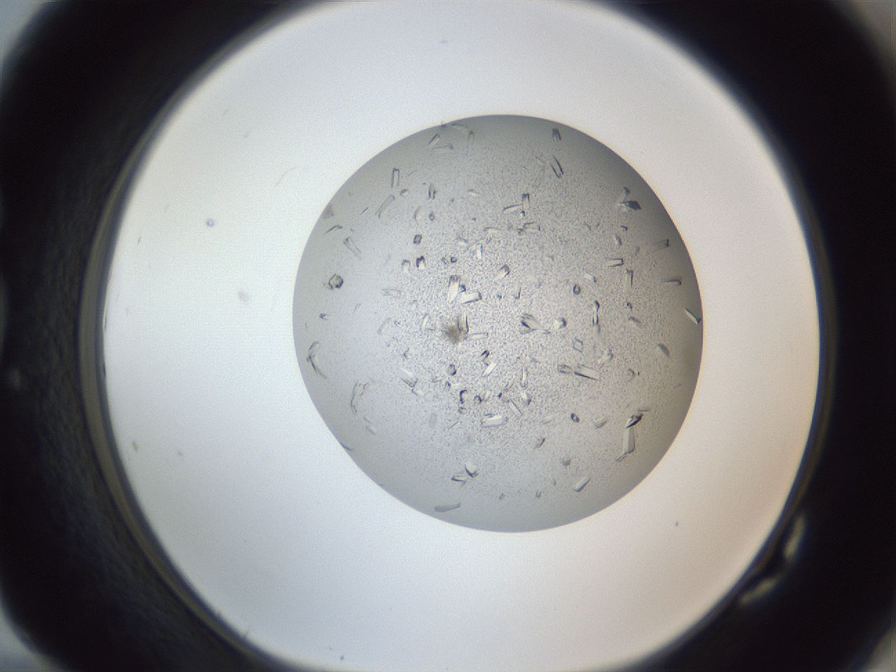 folderID325_plateID1325_batchID4504_wellNum82_profileID1_d1_r79577_ef.jpg