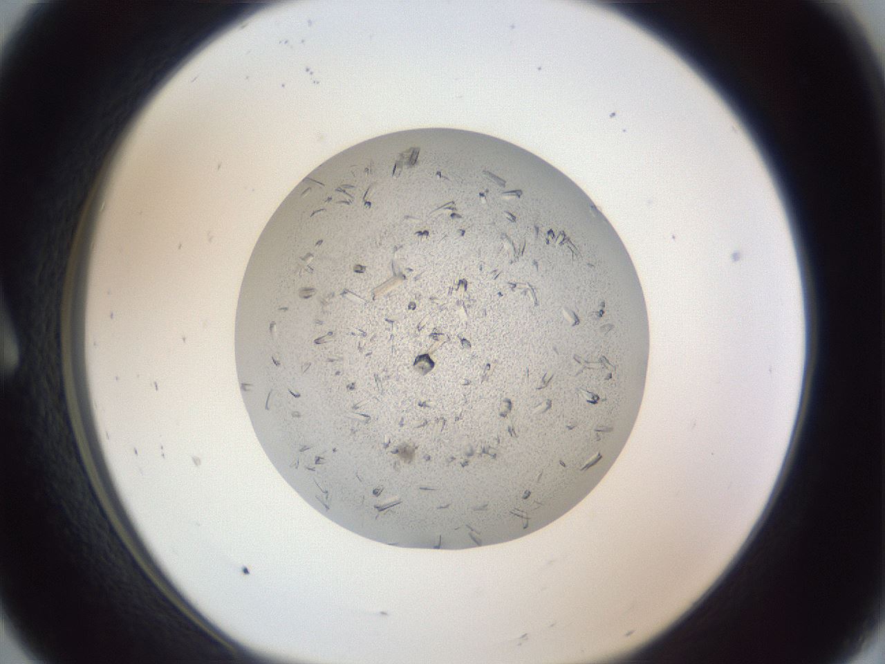 folderID325_plateID1325_batchID4504_wellNum8_profileID1_d1_r79503_ef.jpg