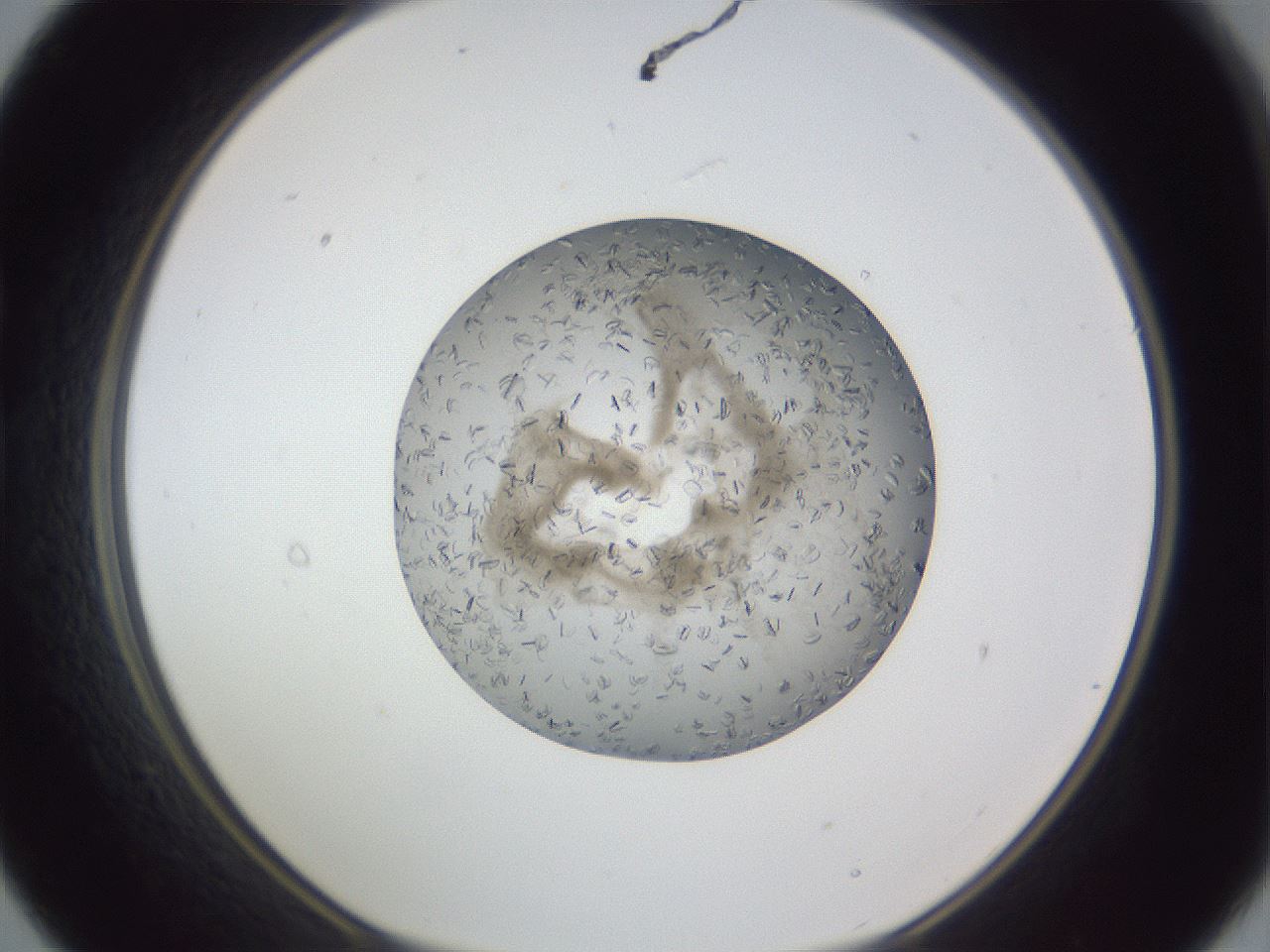 folderID327_plateID1327_batchID4443_wellNum21_profileID1_d1_r79612_ef.jpg