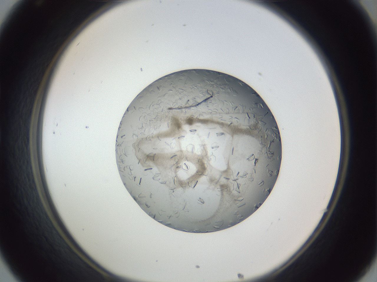folderID327_plateID1327_batchID4443_wellNum32_profileID1_d1_r79623_ef.jpg