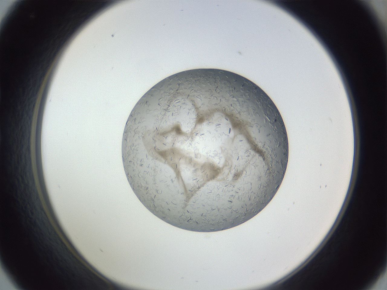 folderID327_plateID1327_batchID4443_wellNum33_profileID1_d1_r79624_ef.jpg